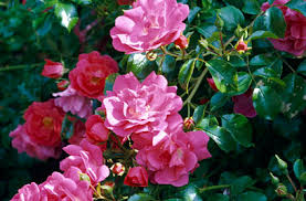 Rosa Ground Cover Pink 3lt